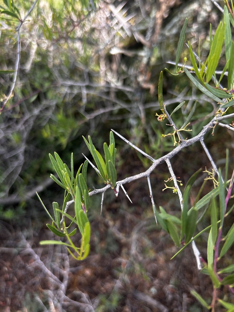 Gymnosporia linearis subsp. linearis photo 3