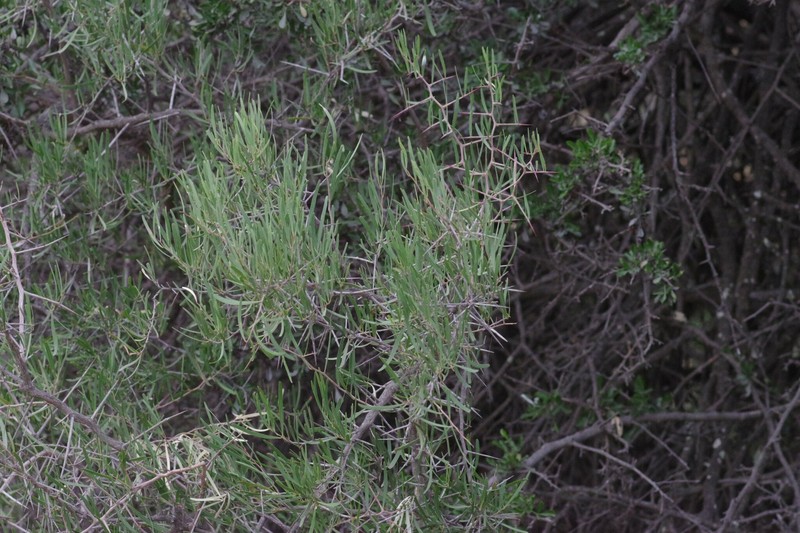 Gymnosporia linearis subsp. linearis photo 4