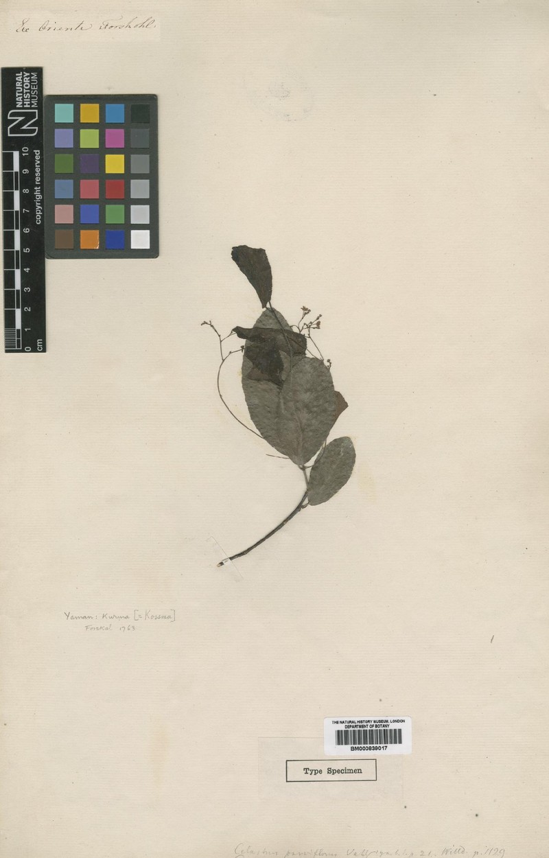 Gymnosporia parviflora subsp. parviflora
