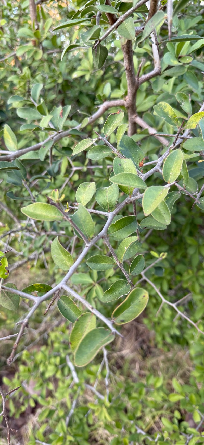 Gymnosporia putterlickioides subsp. putterlickioides