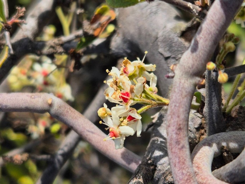 Gymnosporia putterlickioides subsp. putterlickioides photo 4