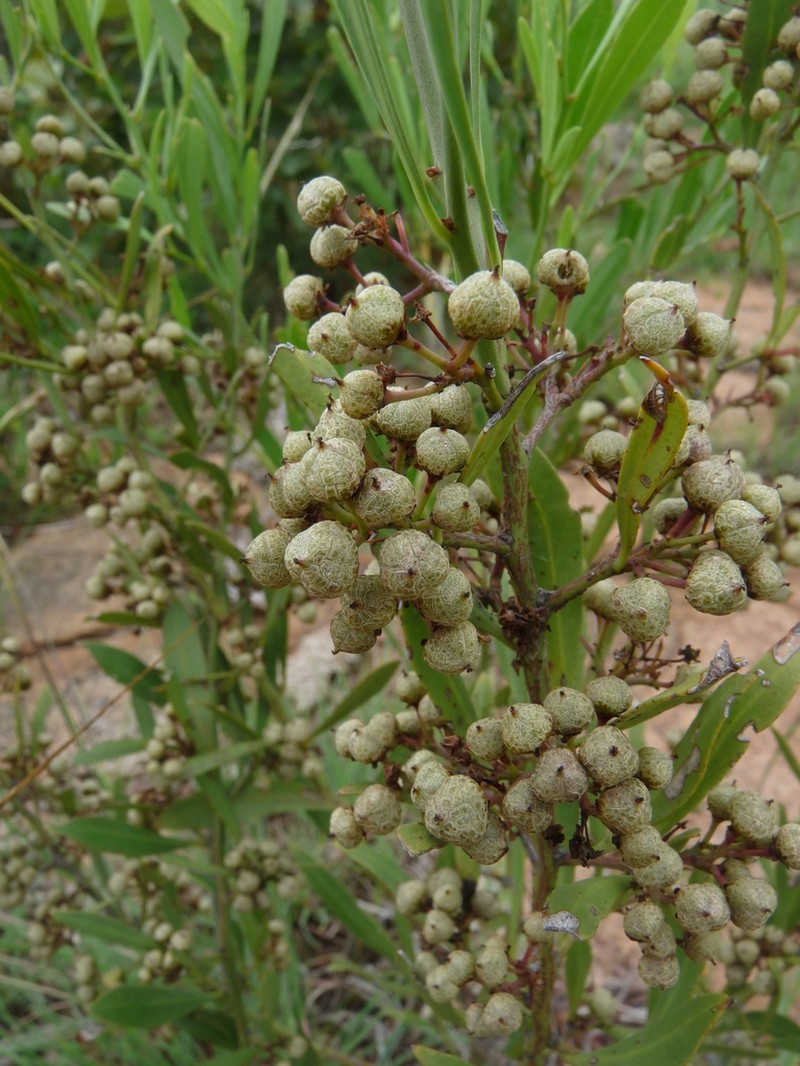 Gymnosporia sekhukhuniensis