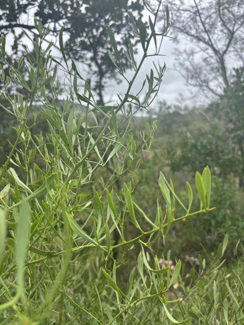 Gymnosporia sekhukhuniensis photo 2