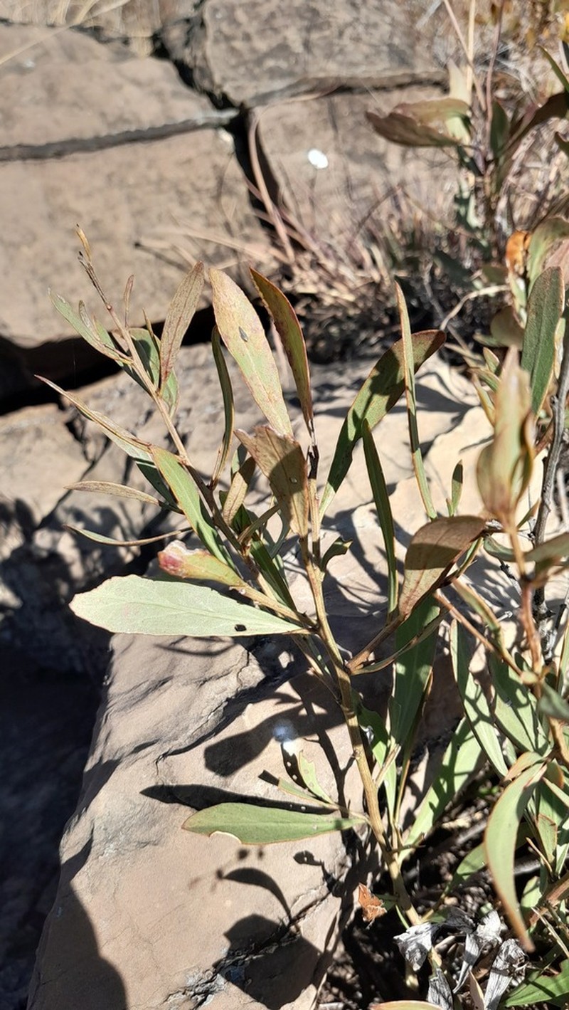 Gymnosporia sekhukhuniensis photo 3