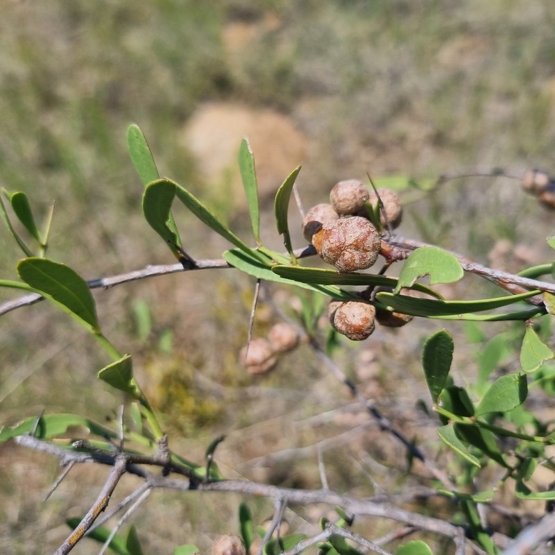 Gymnosporia sekhukhuniensis photo 4
