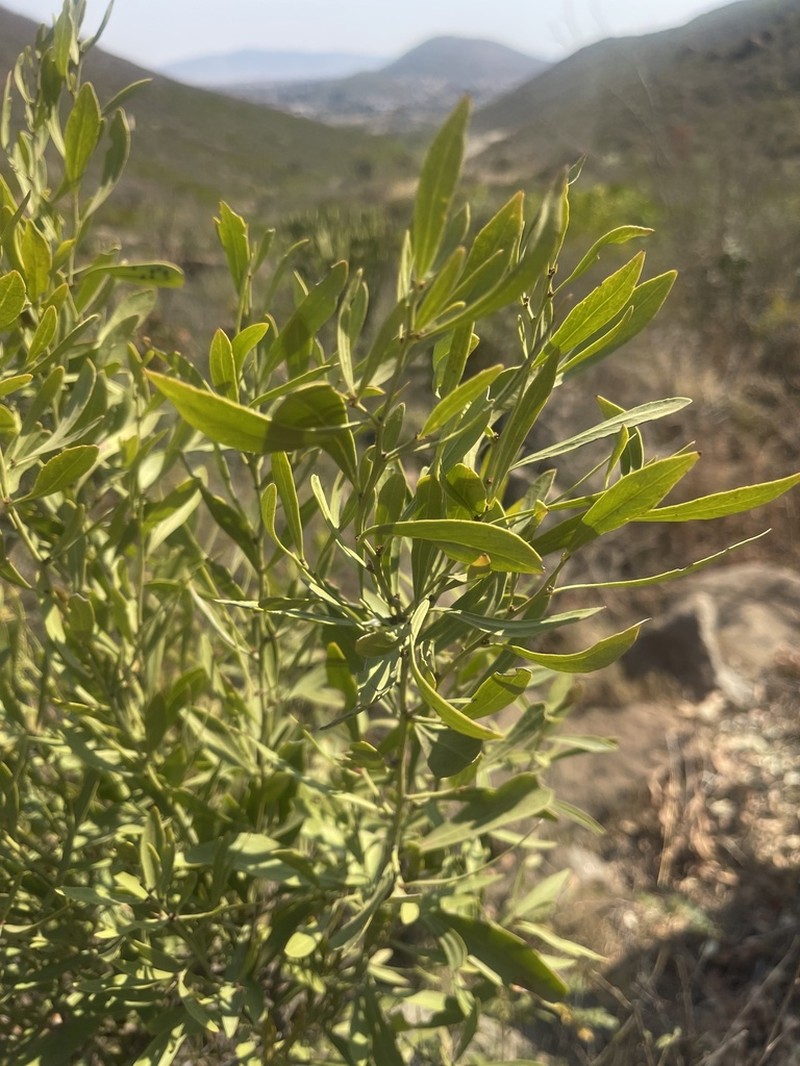 Gymnosporia sekhukhuniensis photo 5