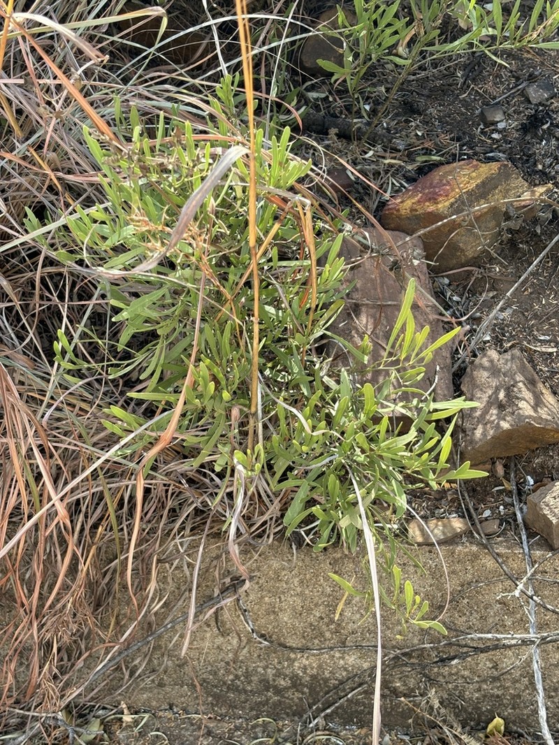 Gymnosporia sekhukhuniensis photo 6