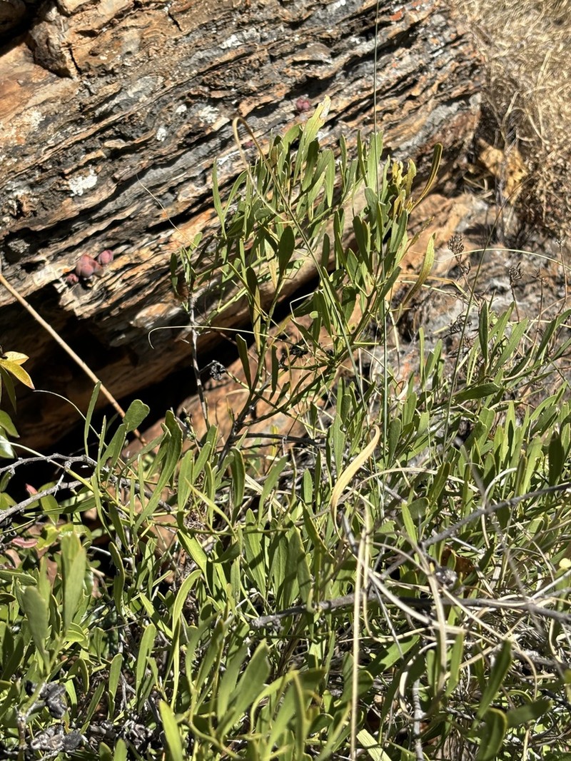 Gymnosporia sekhukhuniensis photo 7
