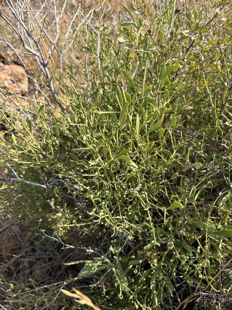 Gymnosporia sekhukhuniensis photo 8