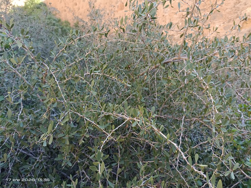 Gymnosporia senegalensis subsp. europaea photo 2