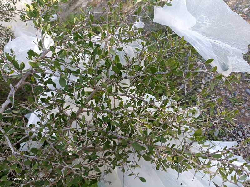Gymnosporia senegalensis subsp. europaea photo 3