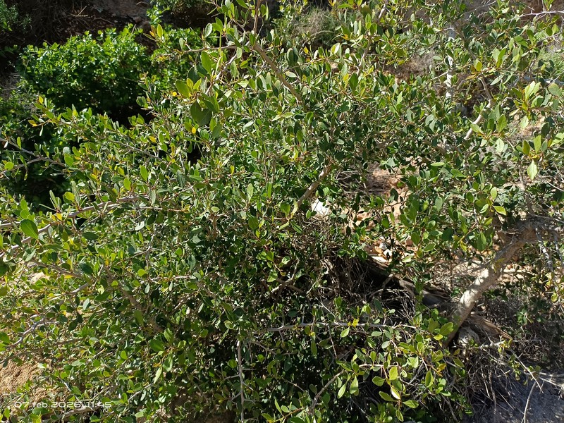 Gymnosporia senegalensis subsp. europaea photo 4