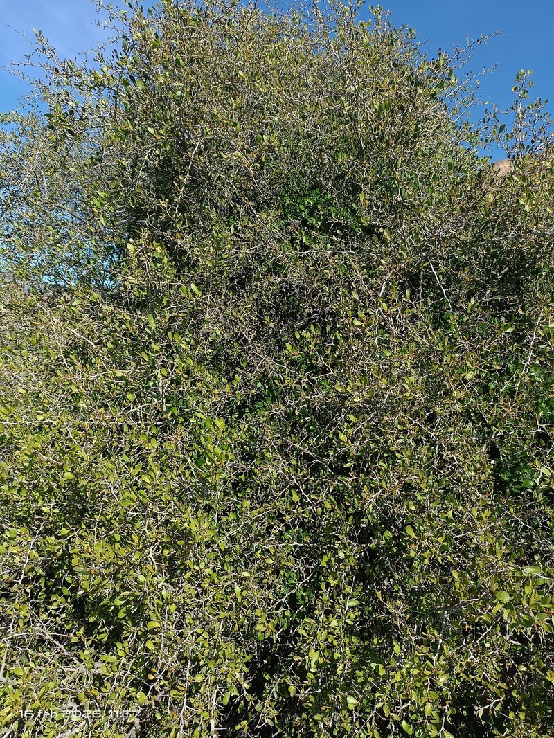 Gymnosporia senegalensis subsp. europaea photo 5