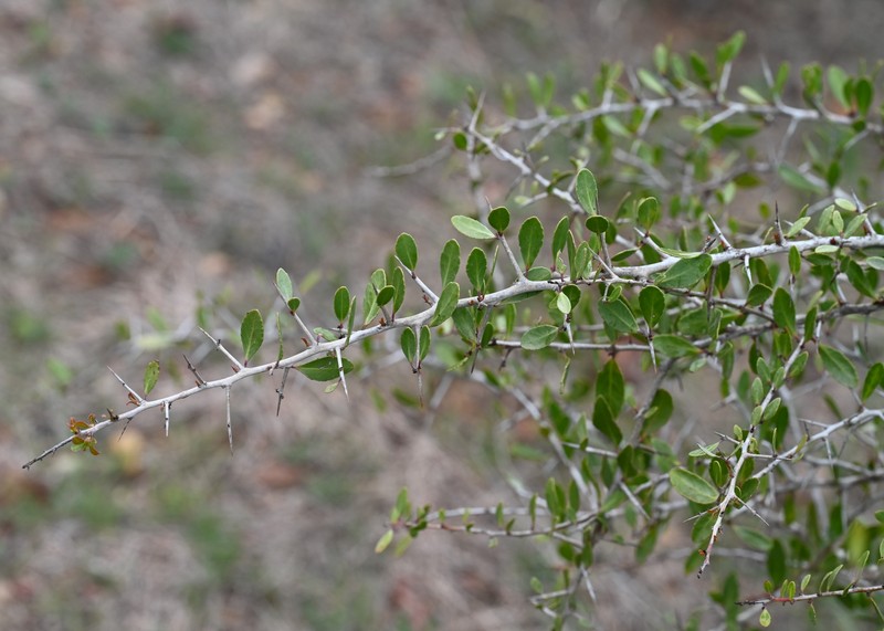 Gymnosporia senegalensis subsp. europaea