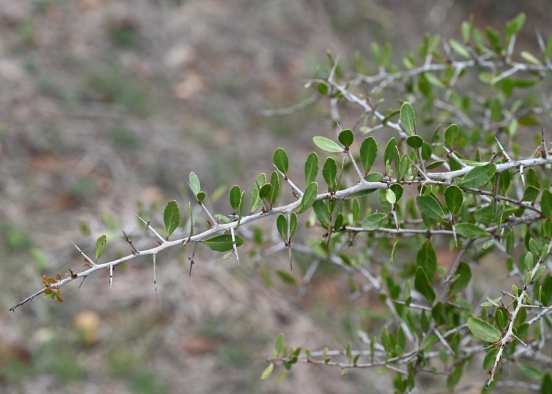 Gymnosporia senegalensis subsp. europaea photo 6