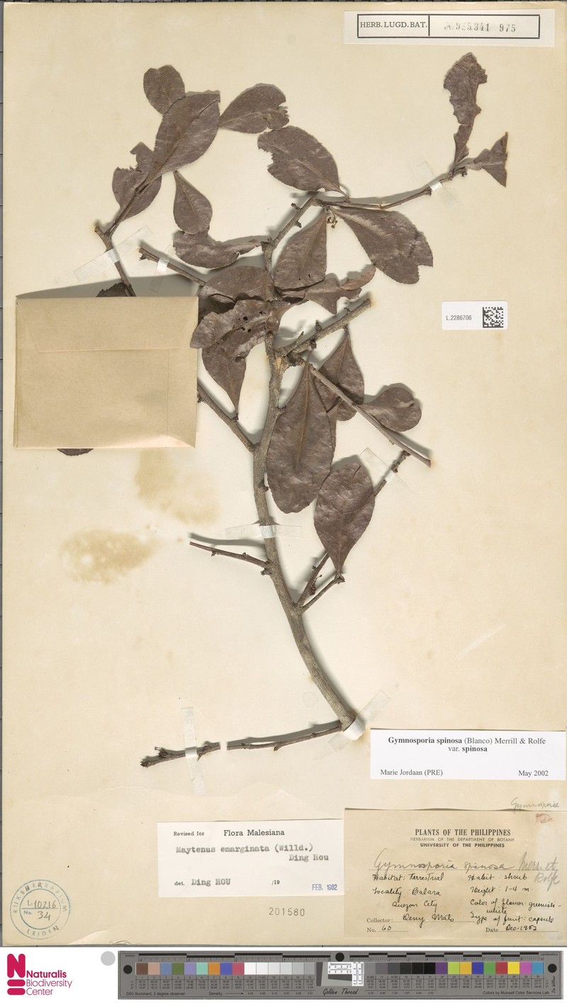 Gymnosporia spinosa var. spinosa