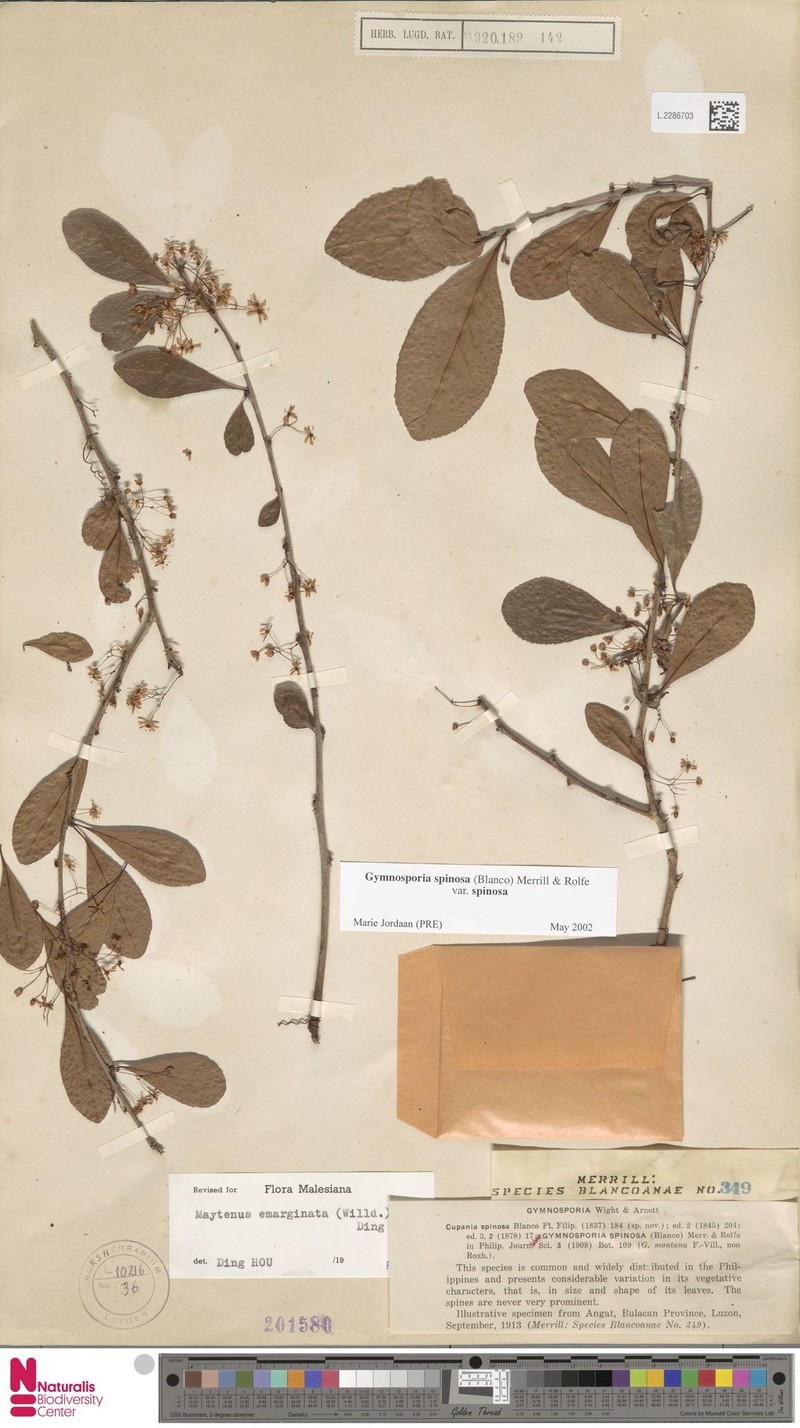 Gymnosporia spinosa var. spinosa photo 2