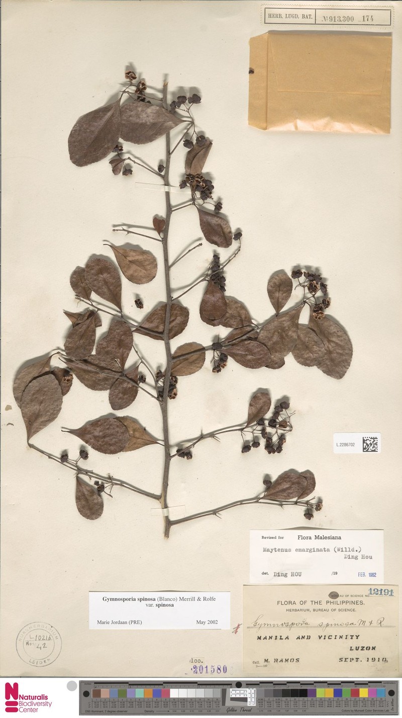 Gymnosporia spinosa var. spinosa photo 3