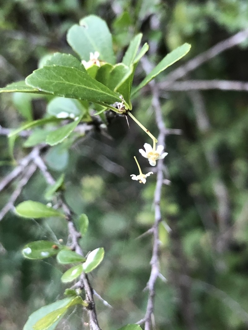Gymnosporia swazica