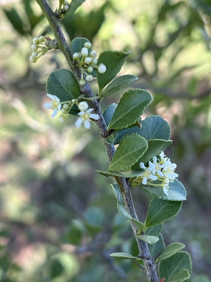 Gymnosporia swazica photo 2