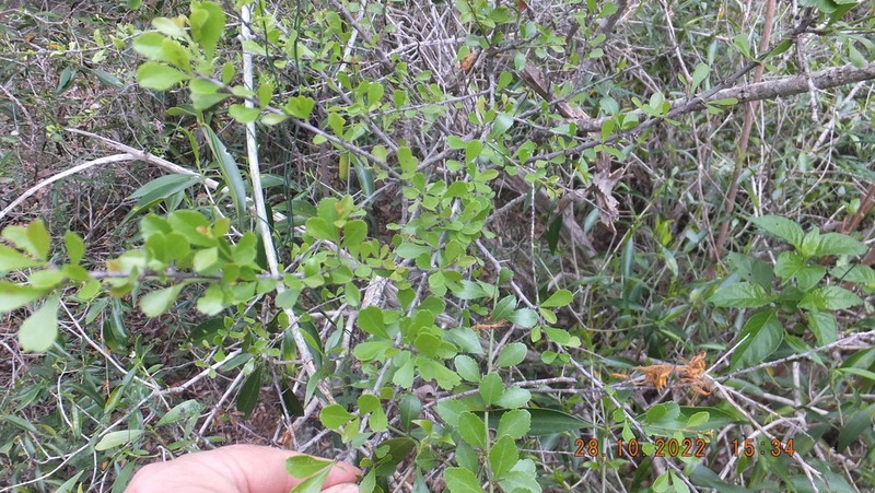 Gymnosporia swazica photo 3