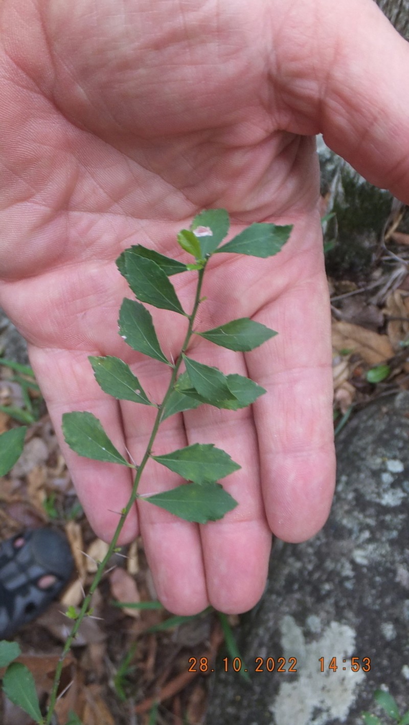 Gymnosporia swazica photo 4