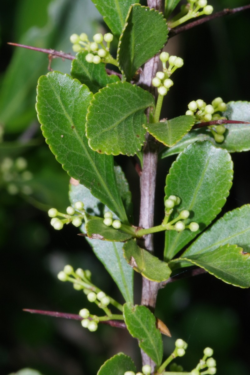 Gymnosporia swazica photo 6