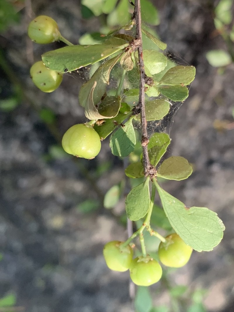 Gymnosporia swazica photo 7