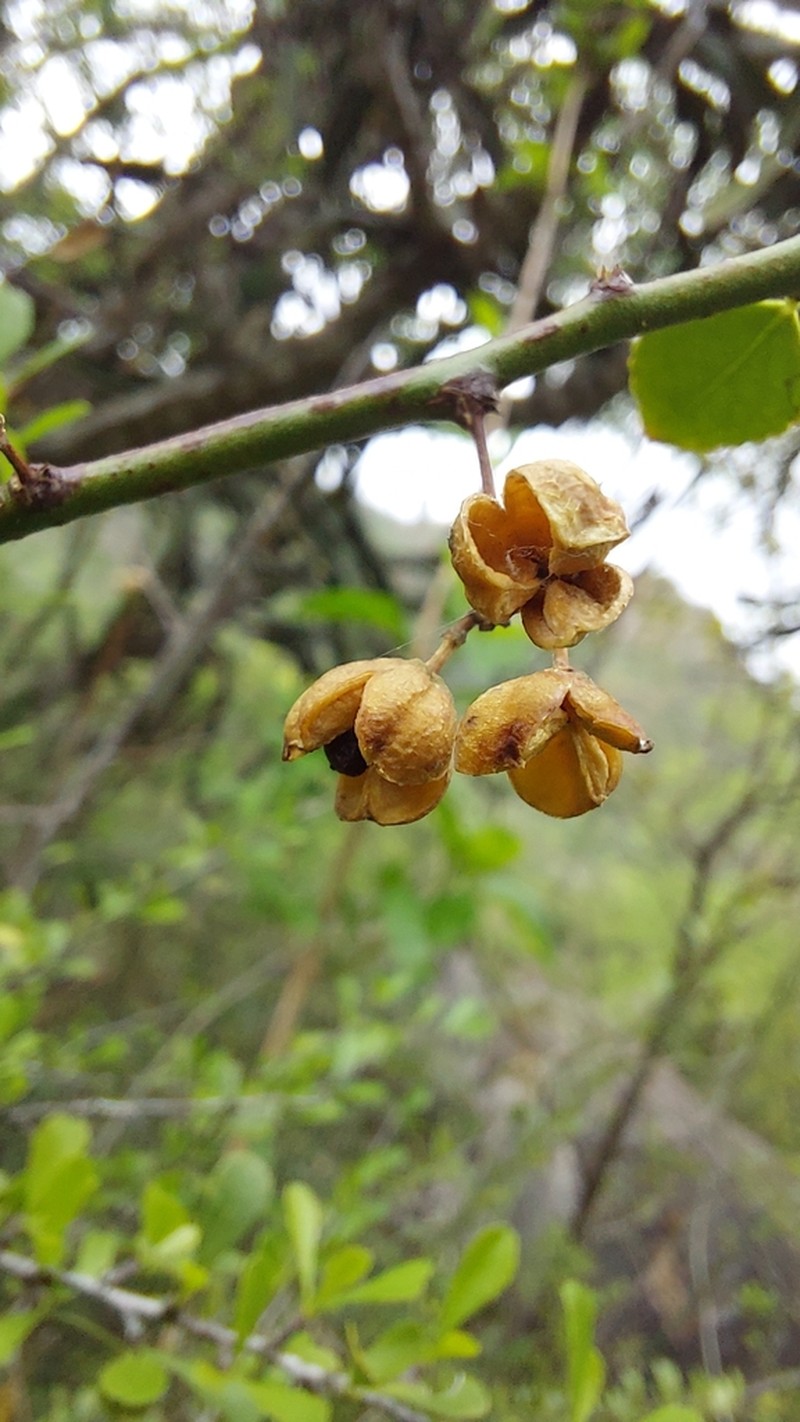 Gymnosporia swazica photo 8