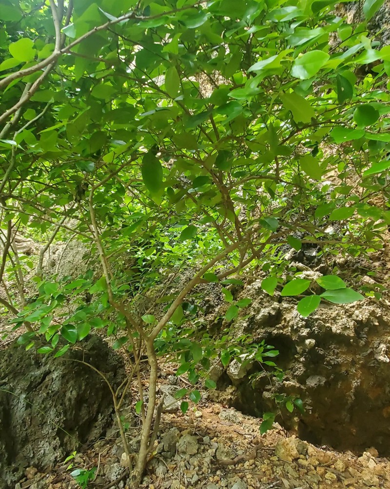 Thompson's Gymnosporia photo 2