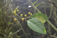 Thompson's Gymnosporia