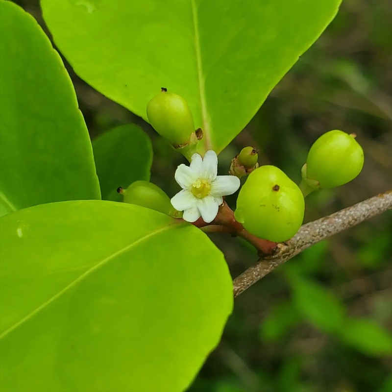 Thompson's Gymnosporia photo 3