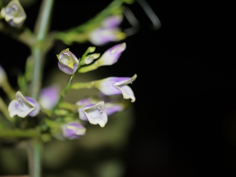 Gymnostachyum warrierianum
