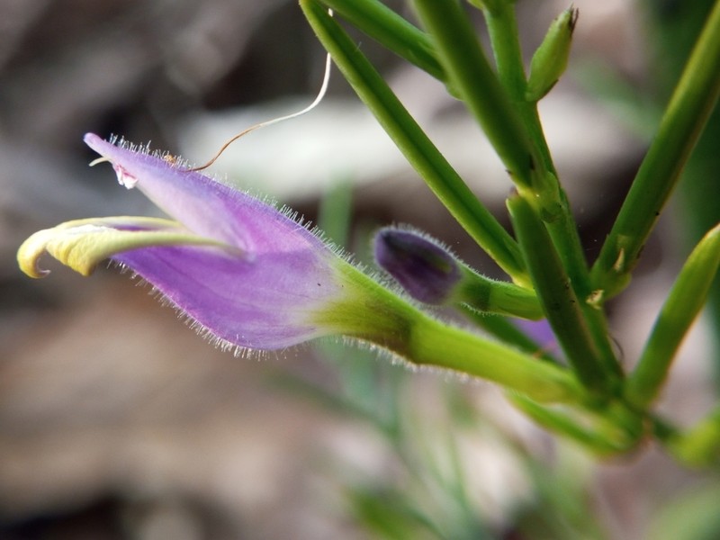 Gymnostachyum warrierianum photo 2