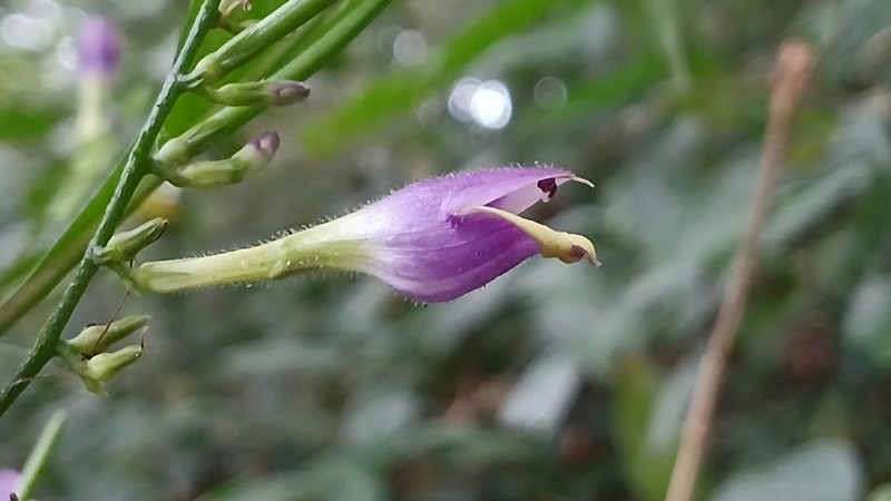 Gymnostachyum warrierianum photo 3