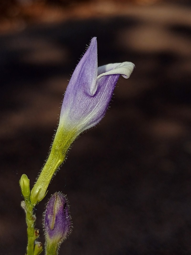 Gymnostachyum warrierianum photo 4