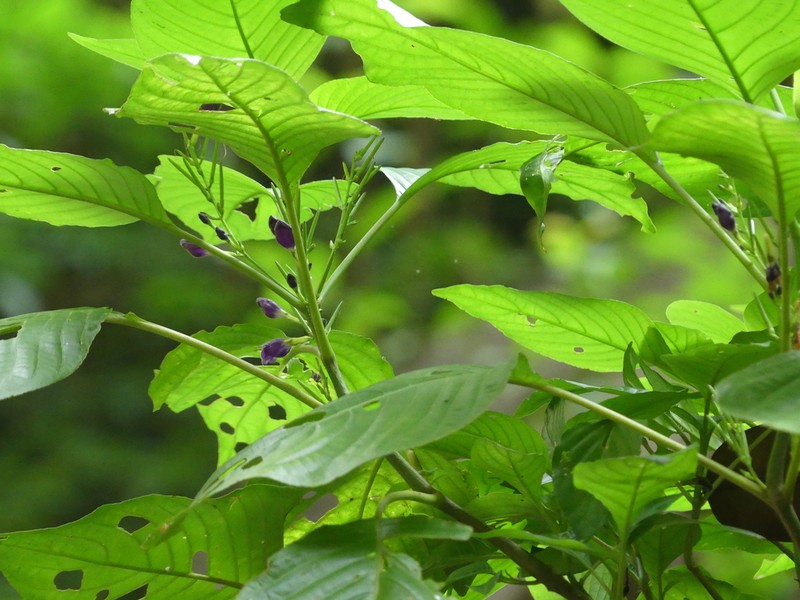 Gymnostachyum warrierianum photo 5