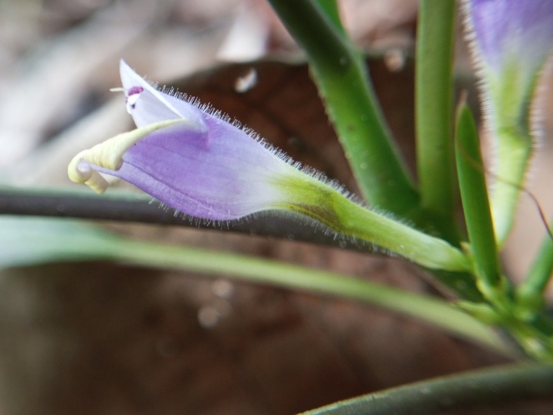 Gymnostachyum warrierianum photo 6