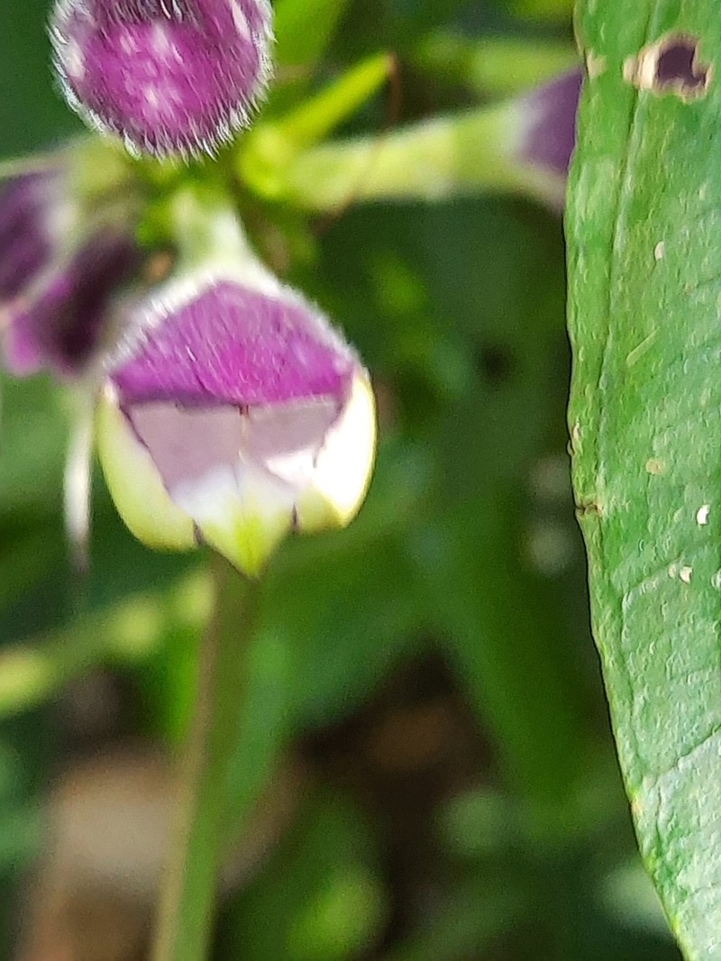 Gymnostachyum warrierianum photo 7