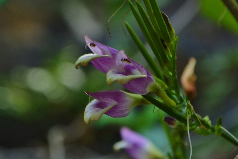 Gymnostachyum warrierianum photo 8