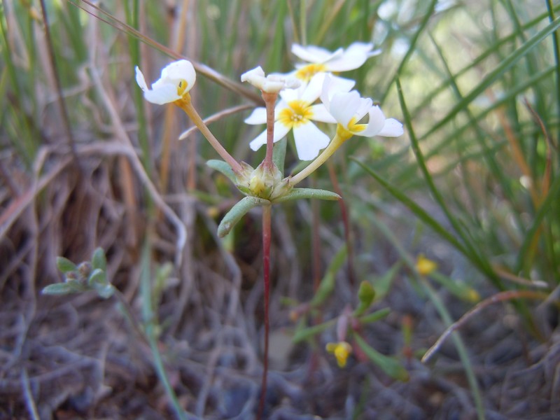 Nakedstem Gymnosteris