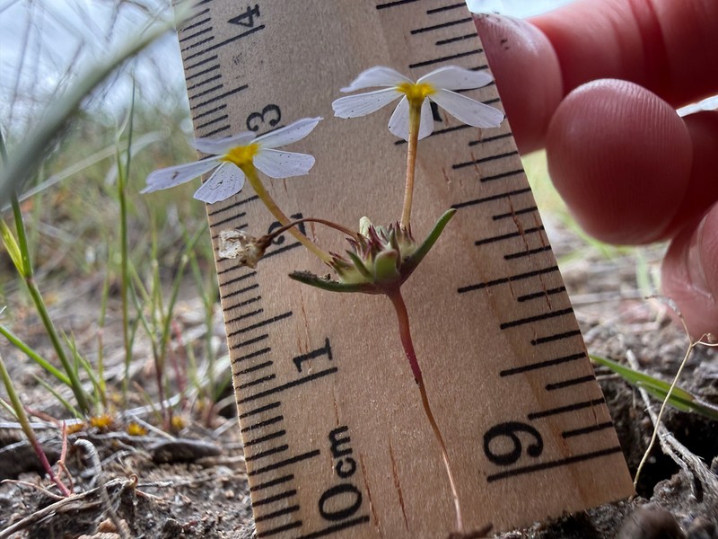 Nakedstem Gymnosteris