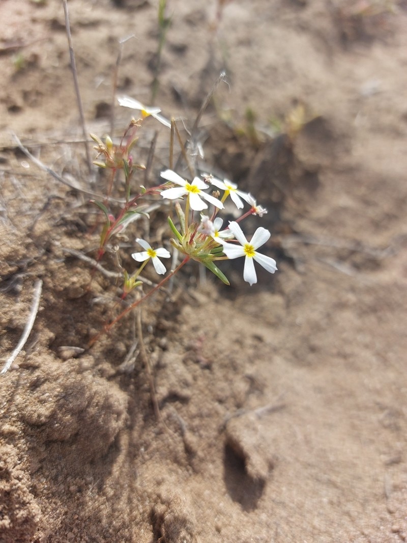 Nakedstem Gymnosteris photo 2