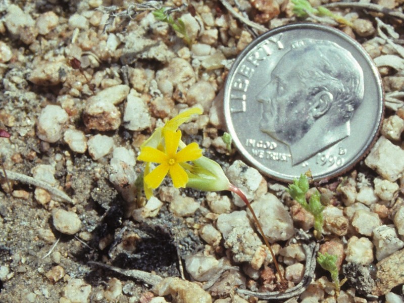Nakedstem Gymnosteris photo 3