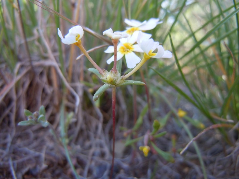 Nakedstem Gymnosteris photo 4