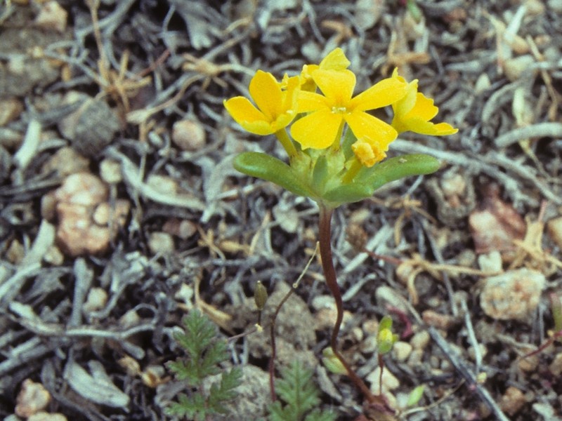 Nakedstem Gymnosteris photo 5