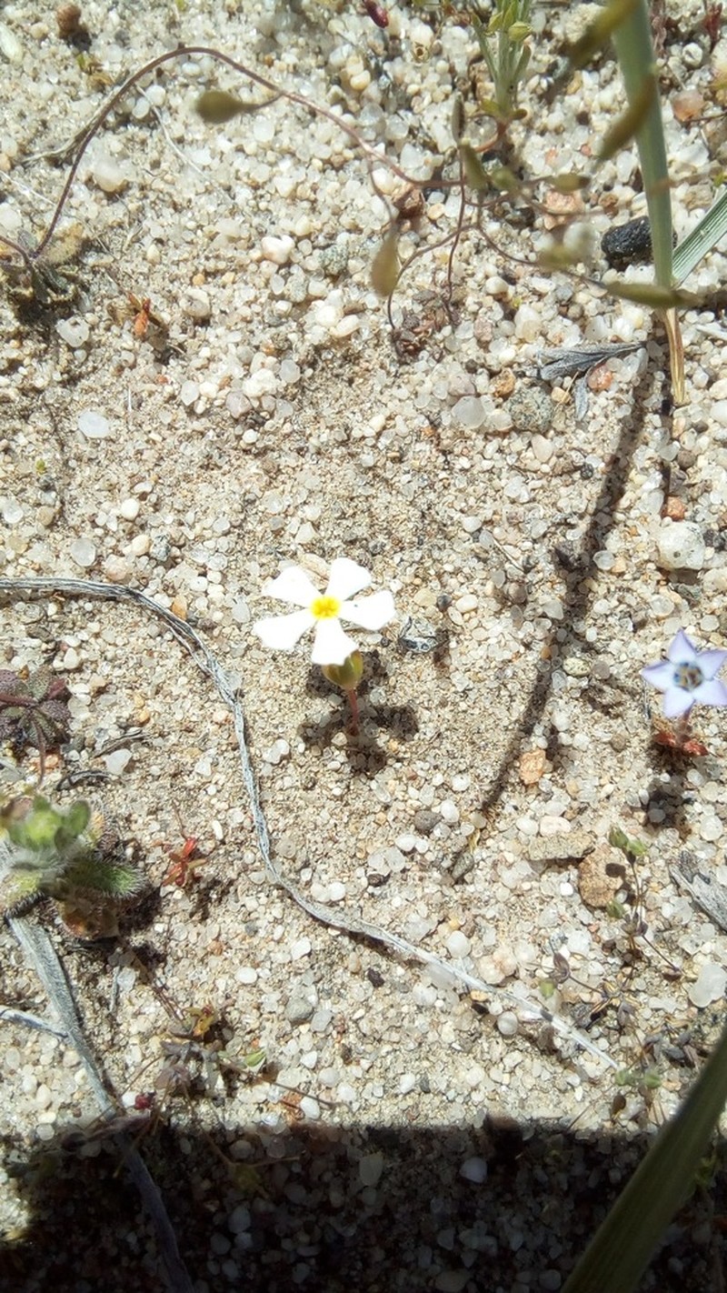 Nakedstem Gymnosteris photo 7