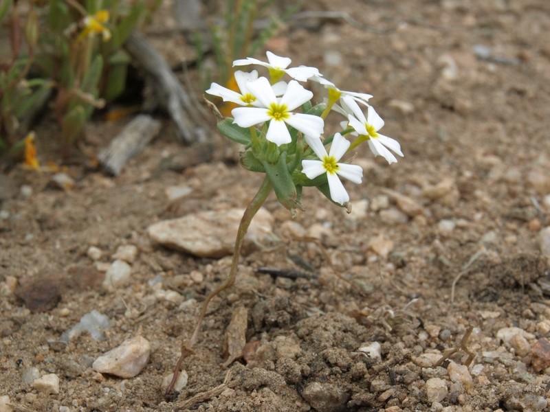Nakedstem Gymnosteris photo 8