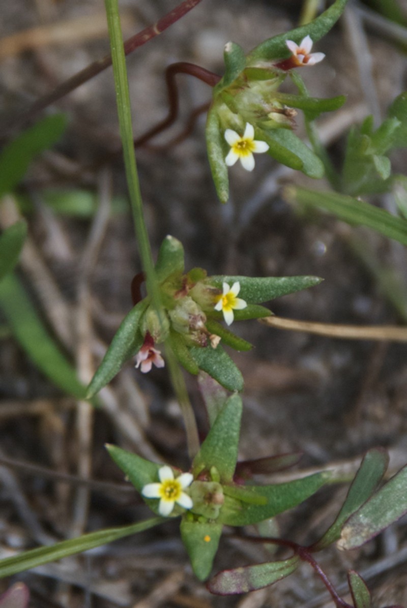 Smallflower Gymnosteris