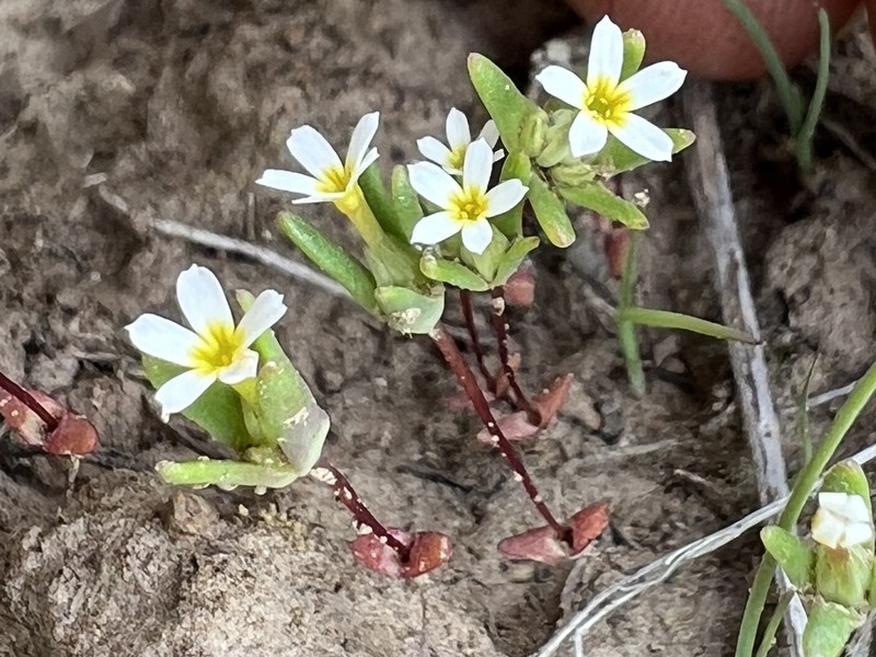 Smallflower Gymnosteris
